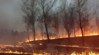 57 гектаров леса сгорело в Красноярском крае за сутки