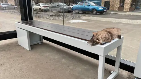 После фотошопа с остановками красноярская кошка стала знаменитостью