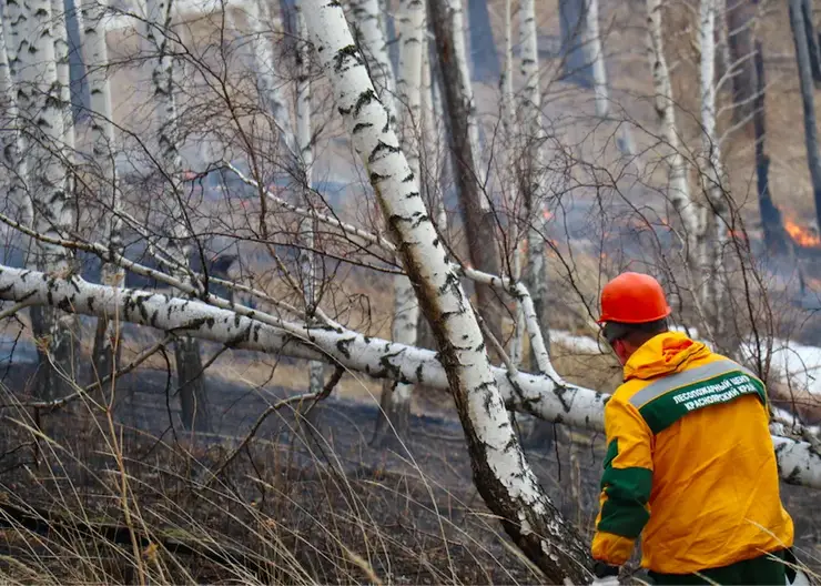 Перед началом лесопожарного сезона в Красноярском крае проверяют арендаторов земель