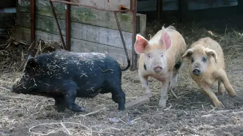 В Красноярском крае будут судить фермера за распространение африканской чумы свиней
