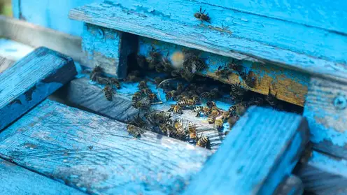 Восстанавливать медоносную базу в Приморье будет Агентство по развитию пчеловодства
