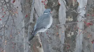 Вблизи Красноярска заметили дикого голубя
