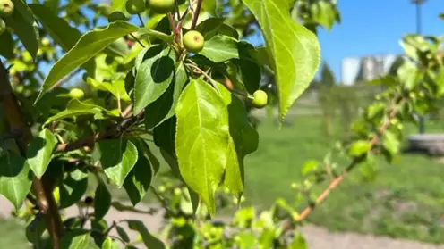 В Красноярске в «Солнечной поляне» впервые заплодоносила яблоня