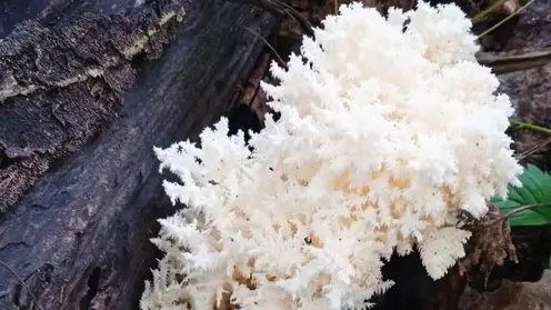 В Новосибирской области нашли гриб-коралл