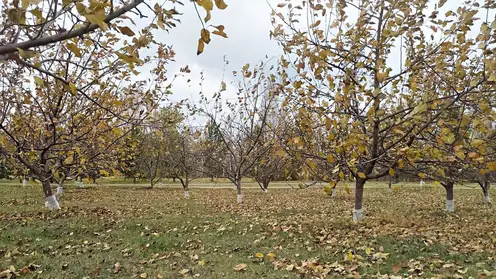 В Красноярске яблоневый сад на острове Татышев подготовили к зиме