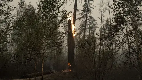 50 лесных пожаров на площади 23 тысячи га действуют на севере Красноярского края